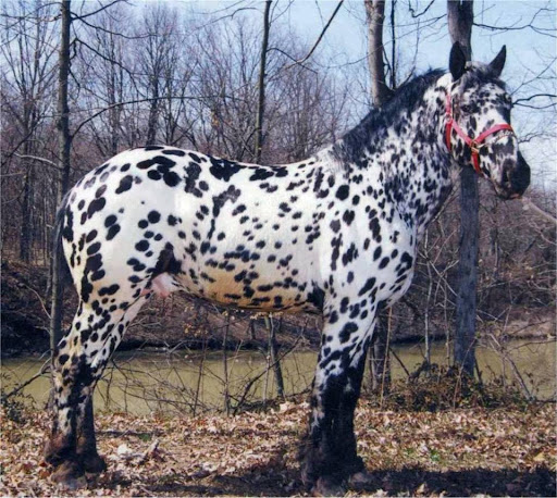 Sugar Bush Draft Horses